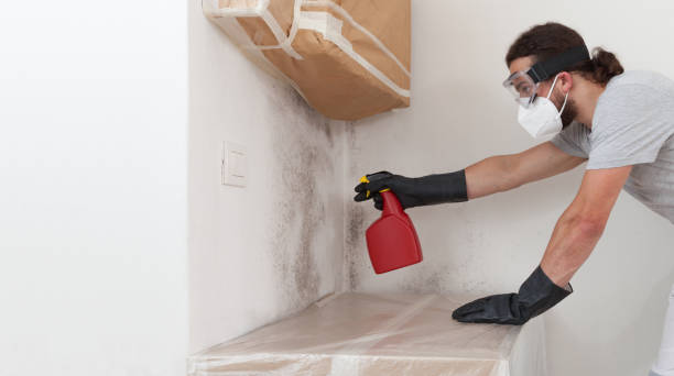 Professional Basement Mold Remediation technician working in Kearny, AZ